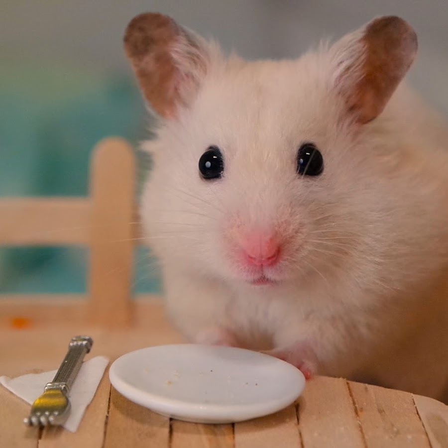 hamster eating broccoli