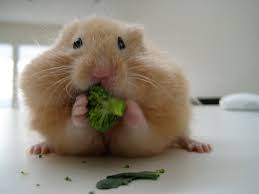 hamster eating while in blanket