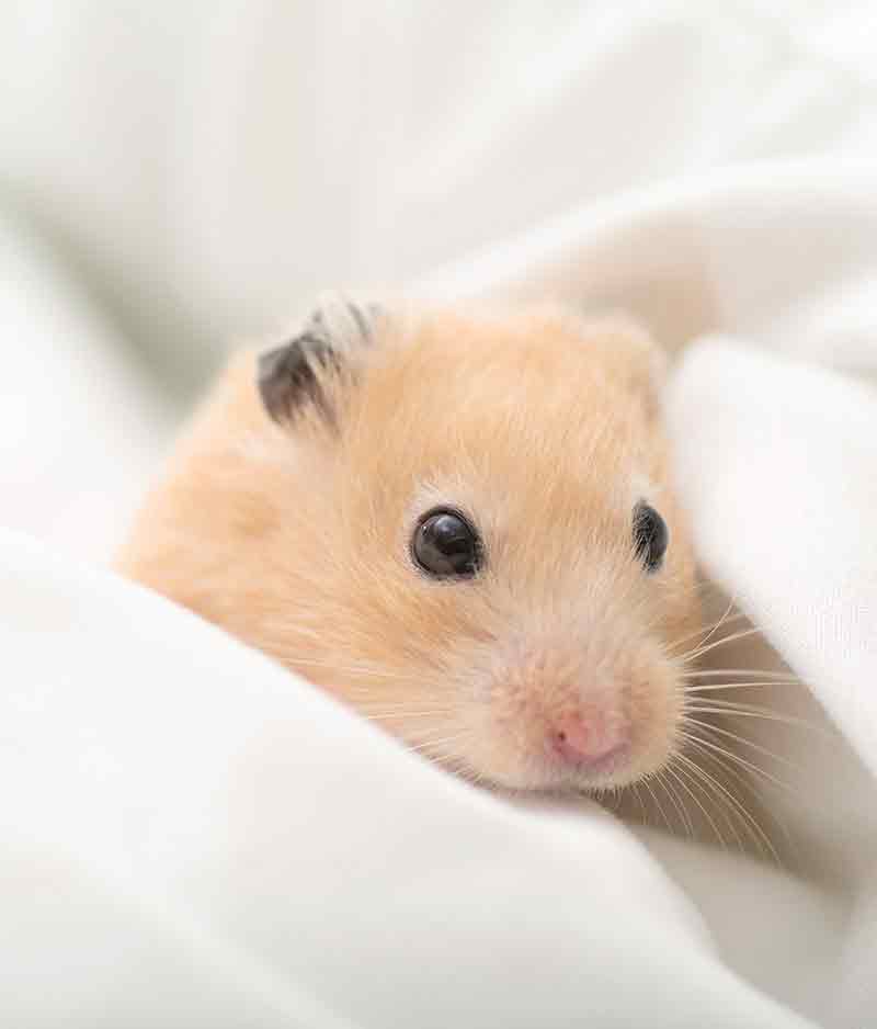 hamster with its lil hands