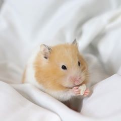 hamster in a blanket