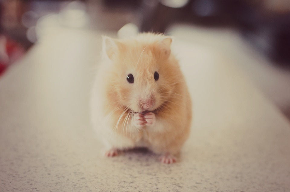 hamster with a plate and fork