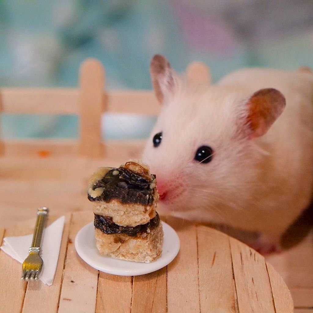 hamster eating cake