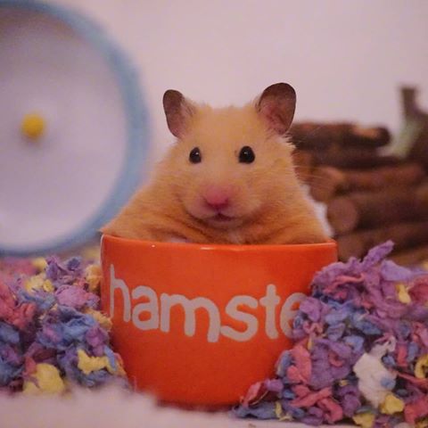 hamster with big cheeks